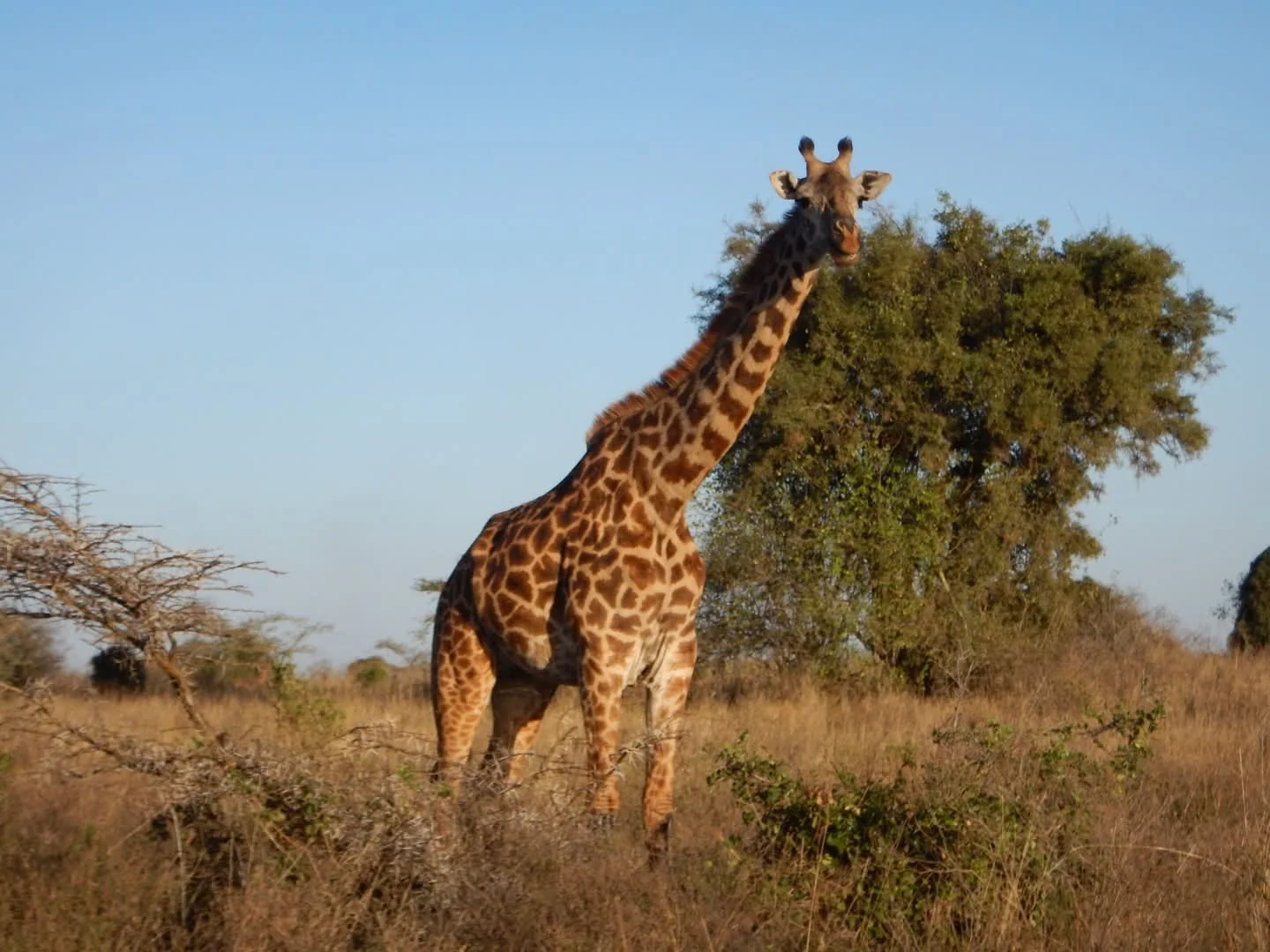 Giraffe beside trees