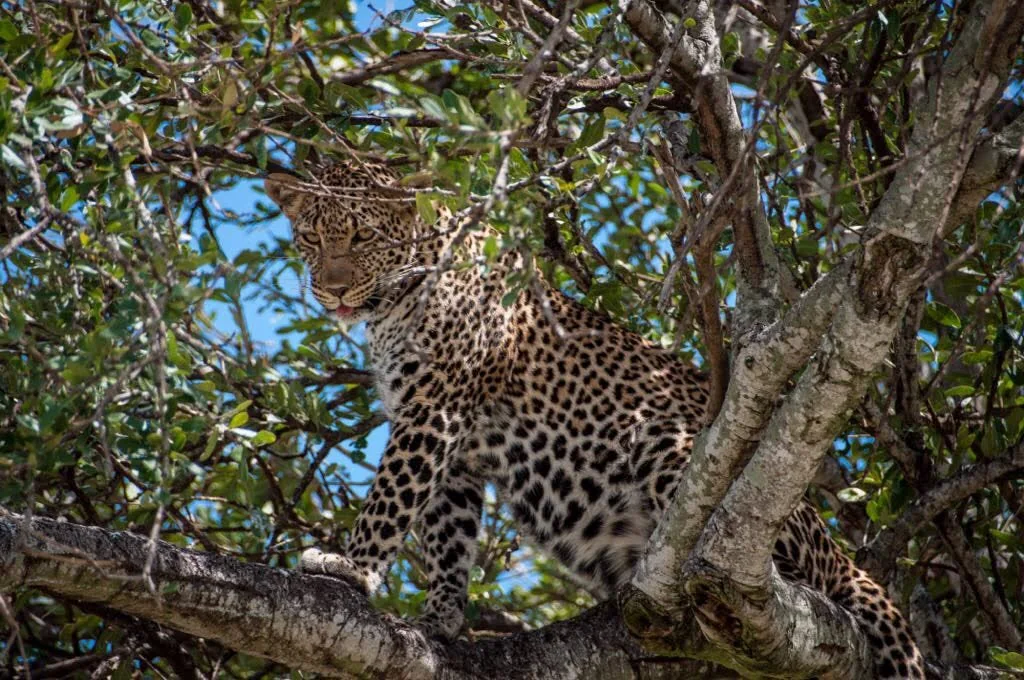 Spotted big cat resting among tree branches
