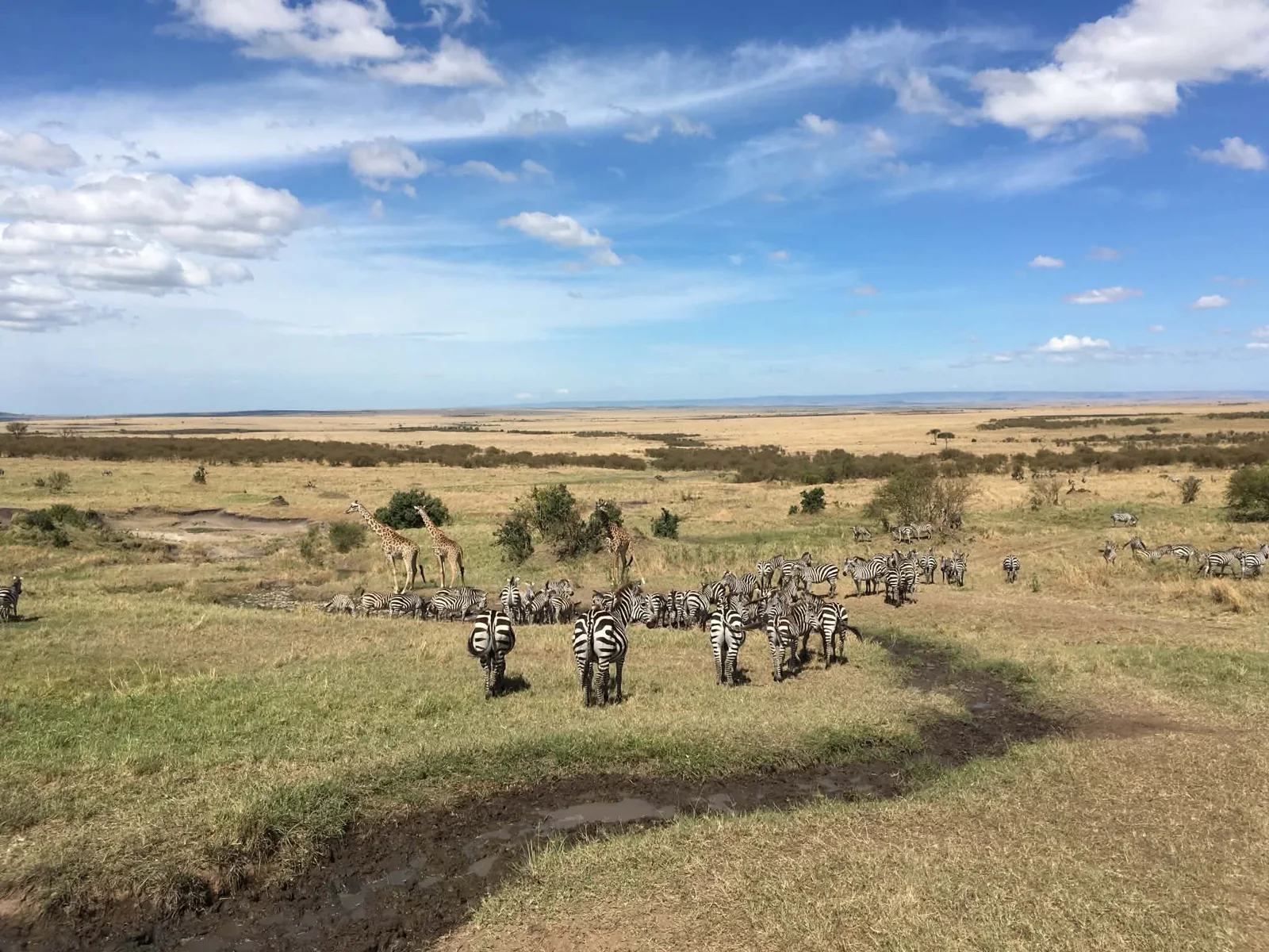 Zebras dispersed across open grassland