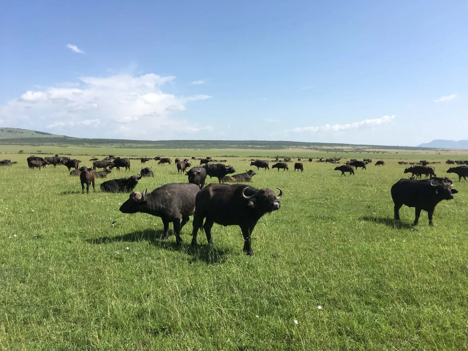 A herd of buffalo on grass