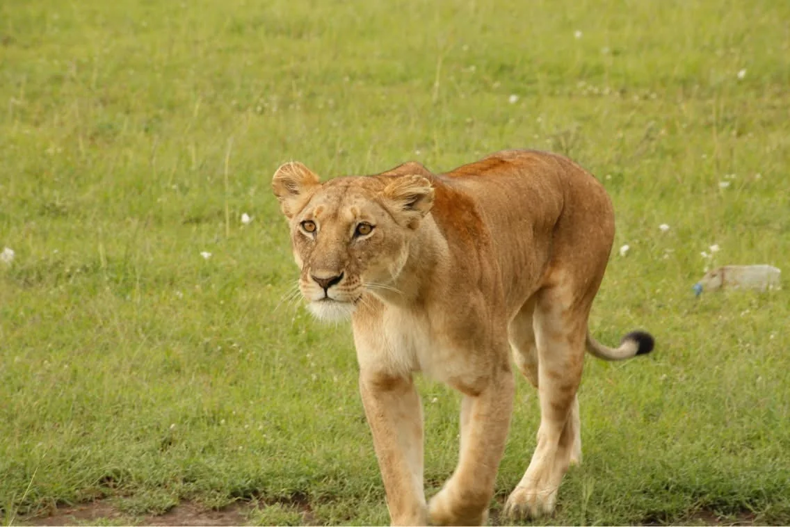 Lion standing on grass