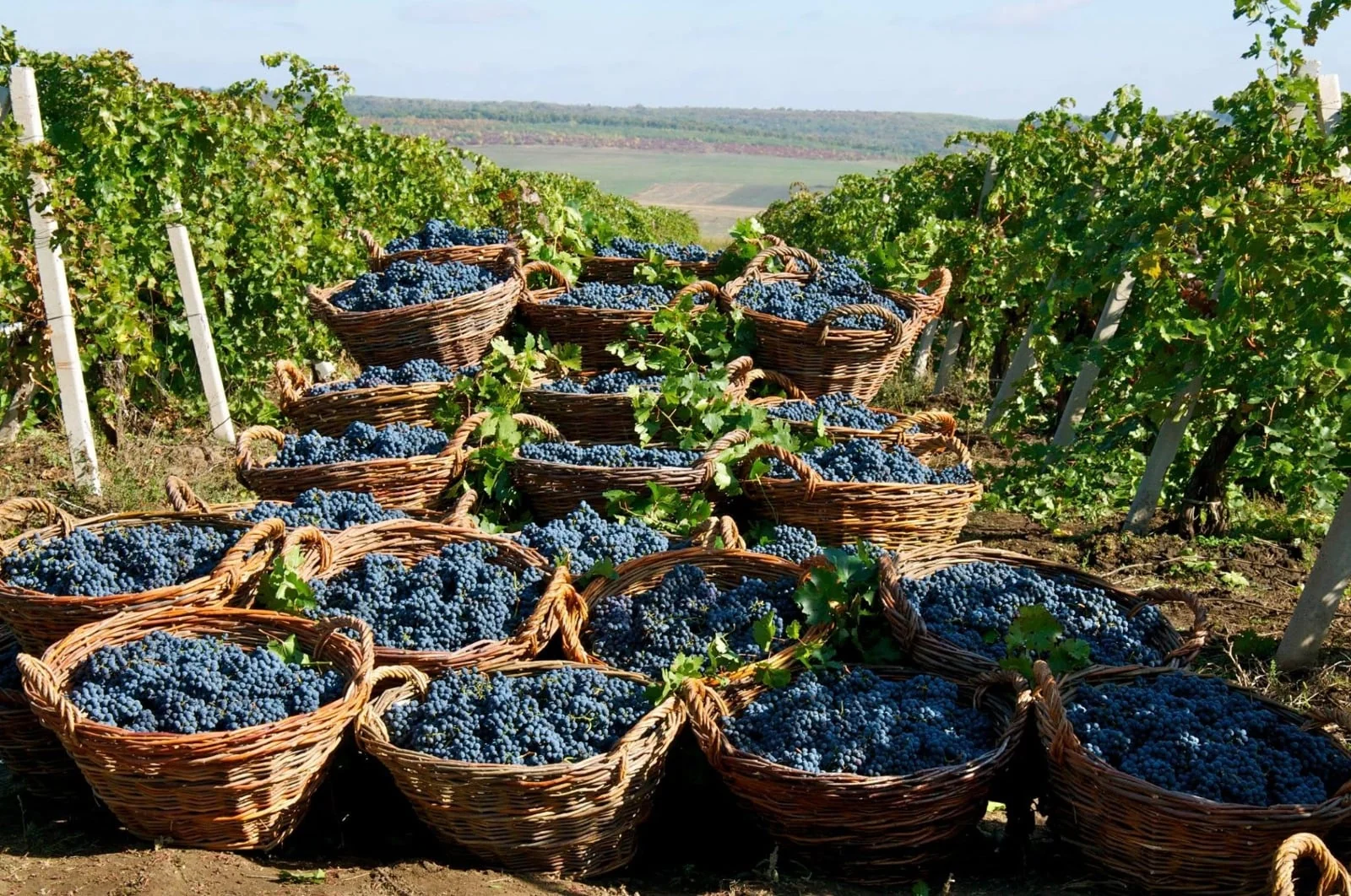 Baskets of grapes in a vineyard — client photograph