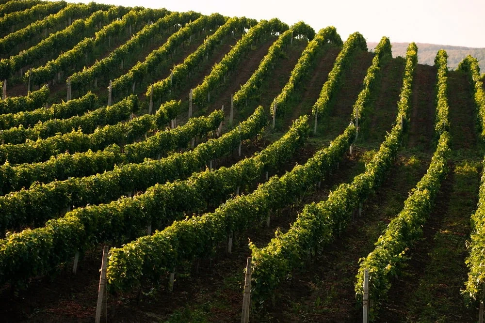 Vineyard rows in warm light