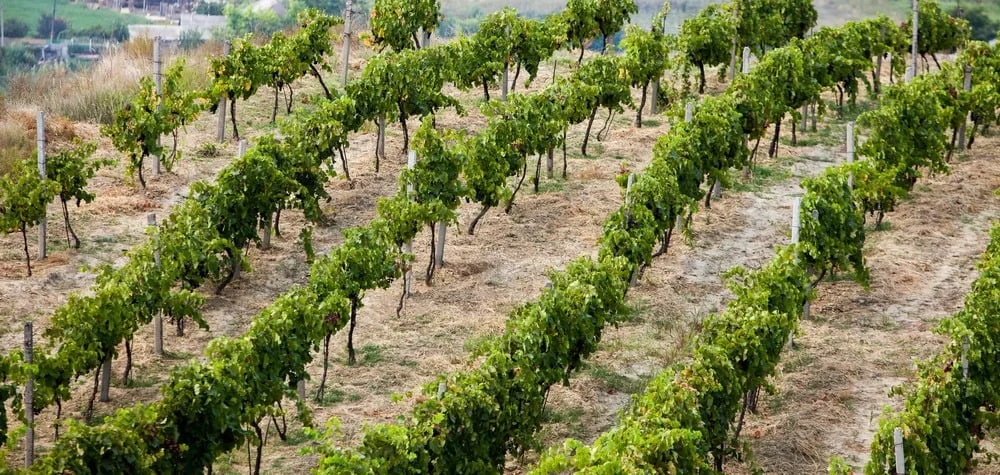 Vineyard rows on a hillside