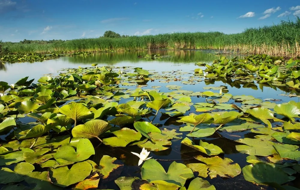 Water lilies and reeds