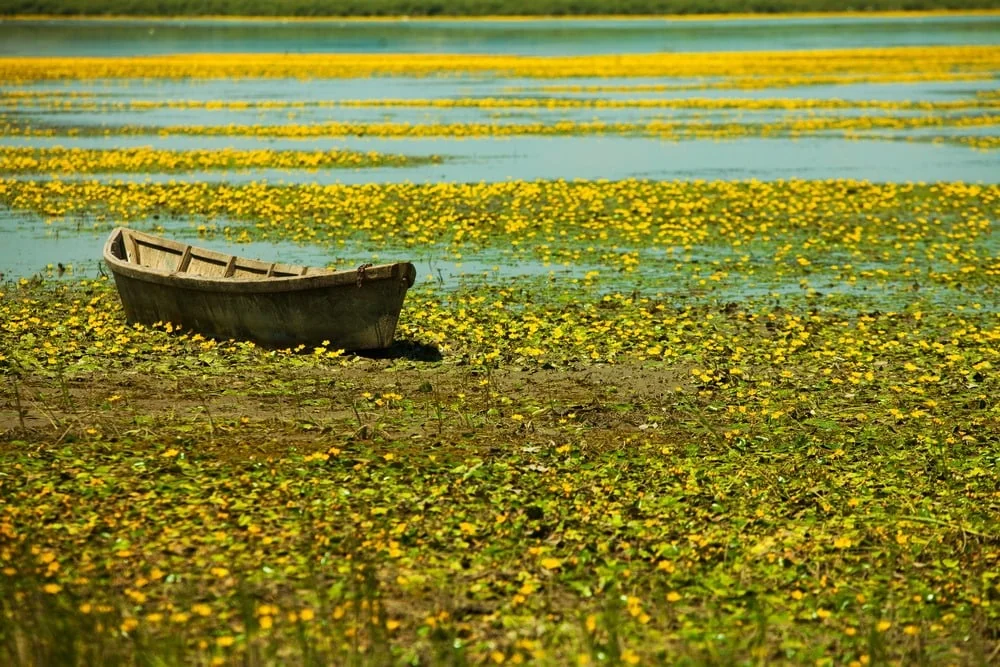 A wooden boat among floating vegetation