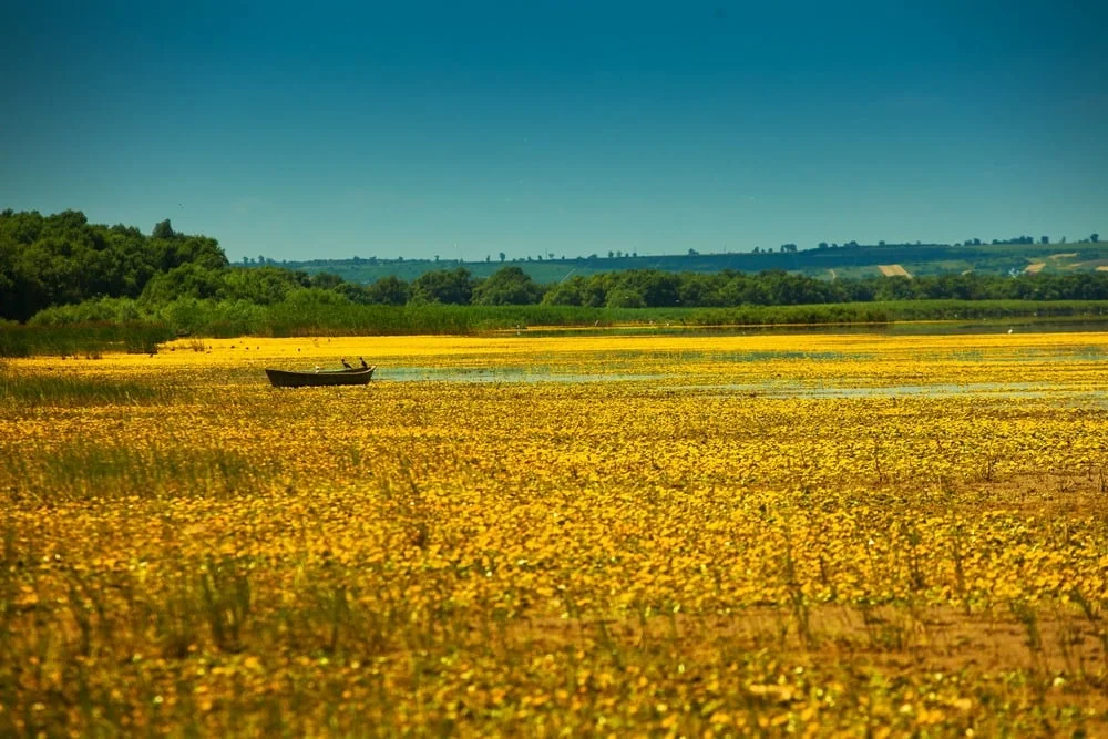 Wetland landscape with floating vegetation